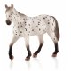 Mojo Appaloosa Hengst