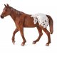 Mojo Appaloosa Hengst, Kastanie