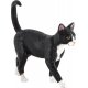 Mojo Katze