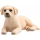 Mojo Labrador Hundewelpen
