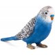 Mojo Wellensittich, Blau
